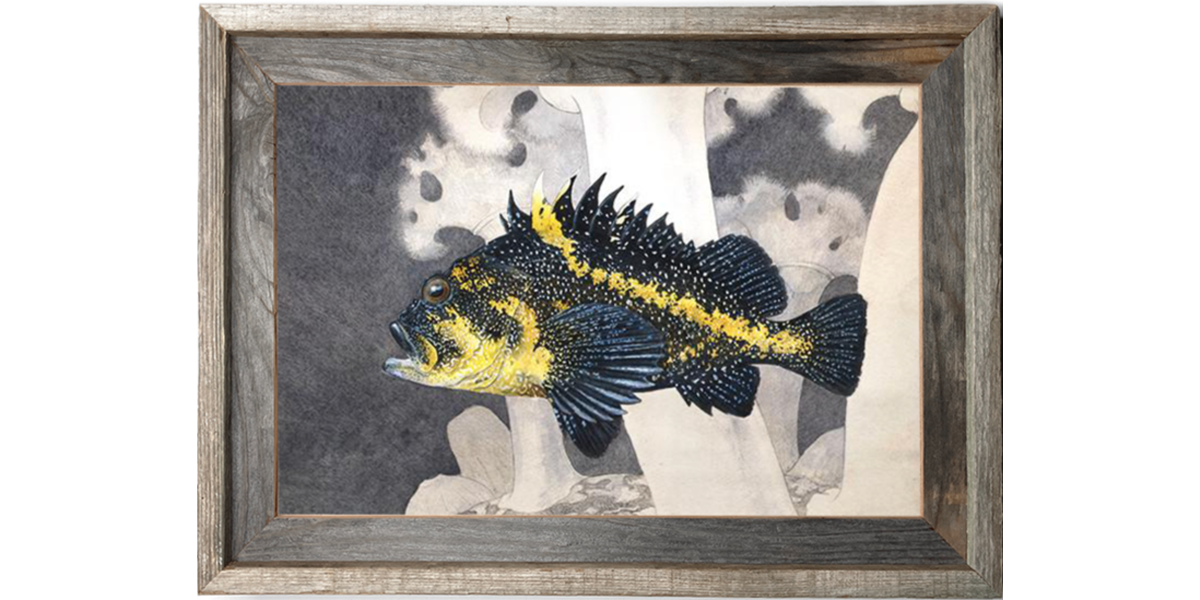 China Rockfish Over Metridium Field