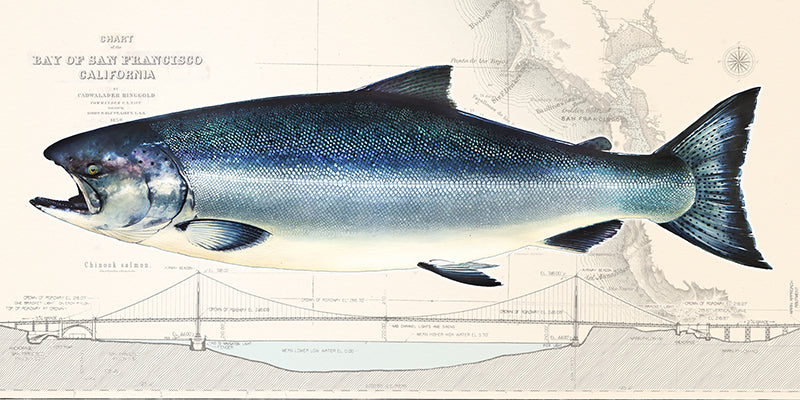 King Salmon Over Nautical Charts
