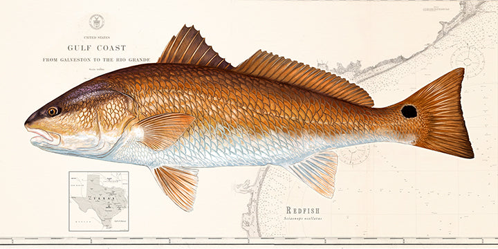 CCA Texas 16x32" framed redfish over chart