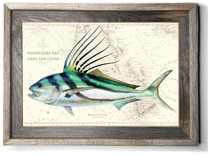 Roosterfish Over Nautical Charts