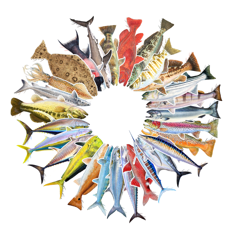 Assam Fish Sticker Custom Sticker Pack - Studio Abachar