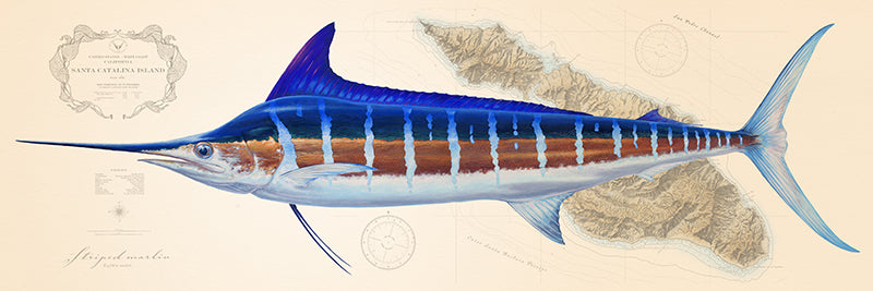 Striped Marlin Over Nautical Charts