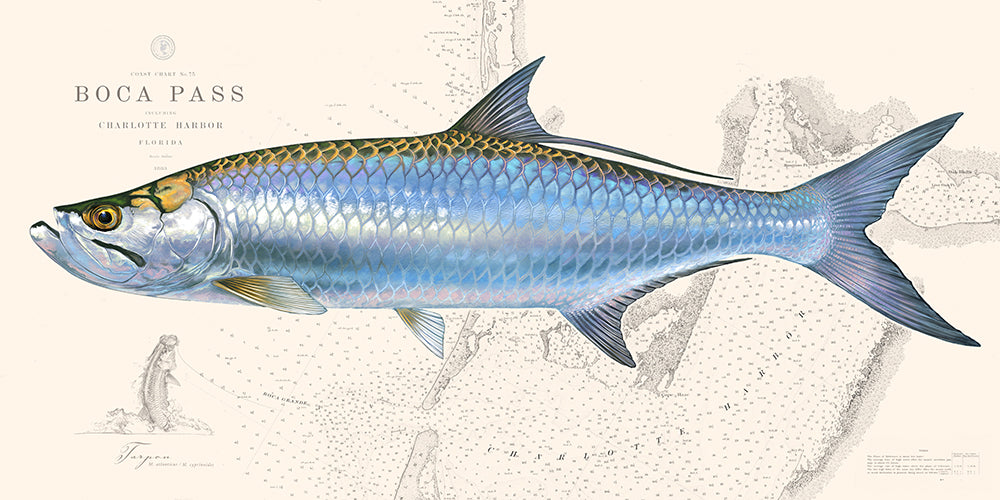 Tarpon Over Nautical Charts