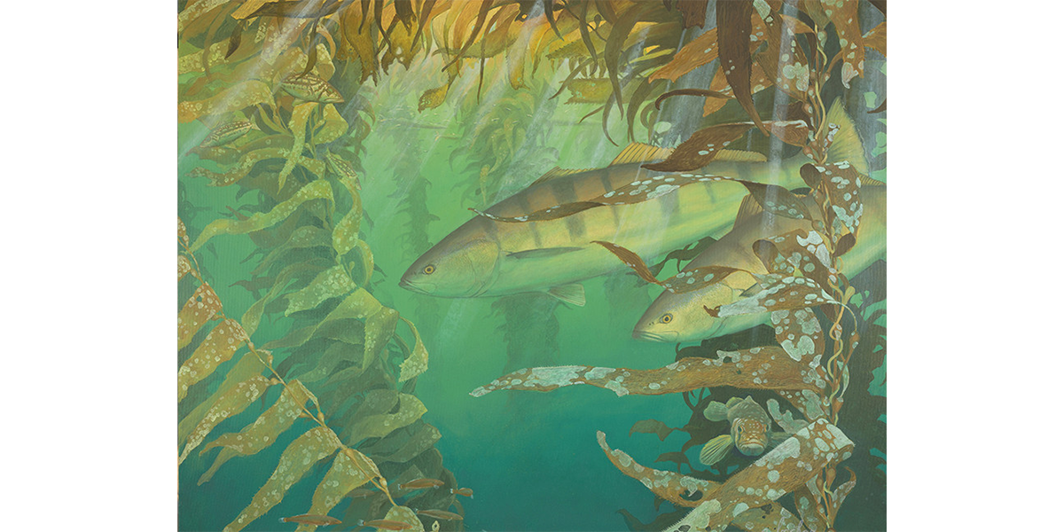White Seabass in La Jolla - Studio Abachar