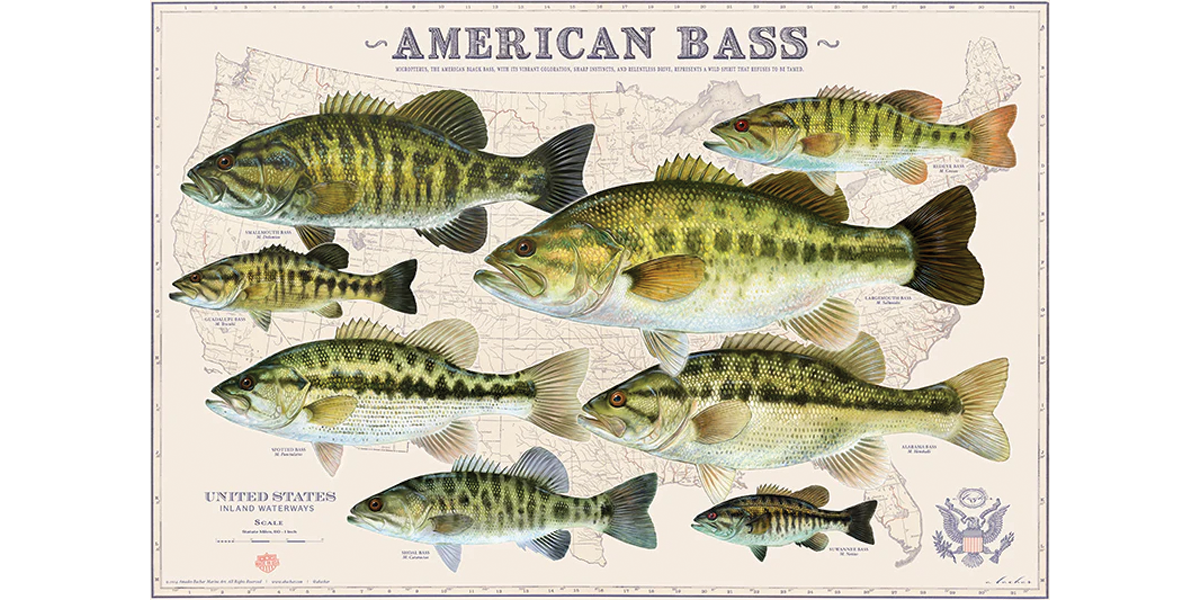 The American Bass