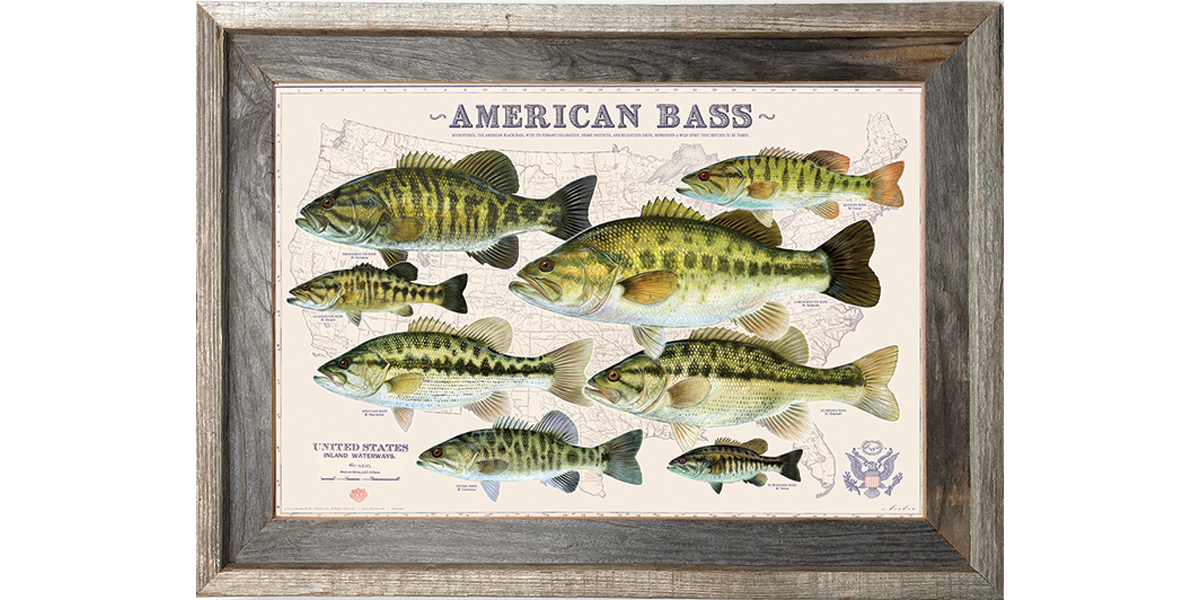 The American Bass