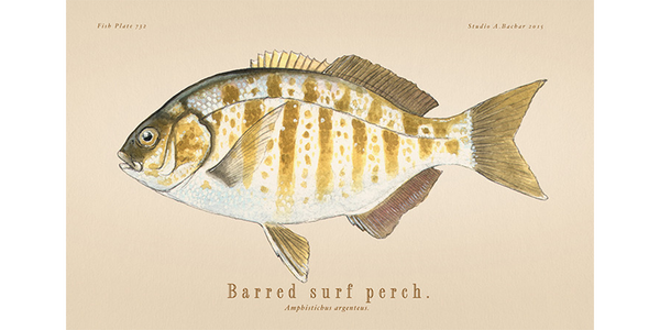 barredperch_grande.png?v=