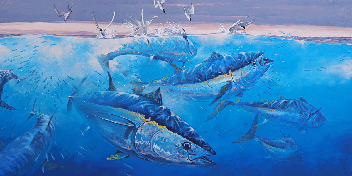 Bluefin terns Studio Abachar
