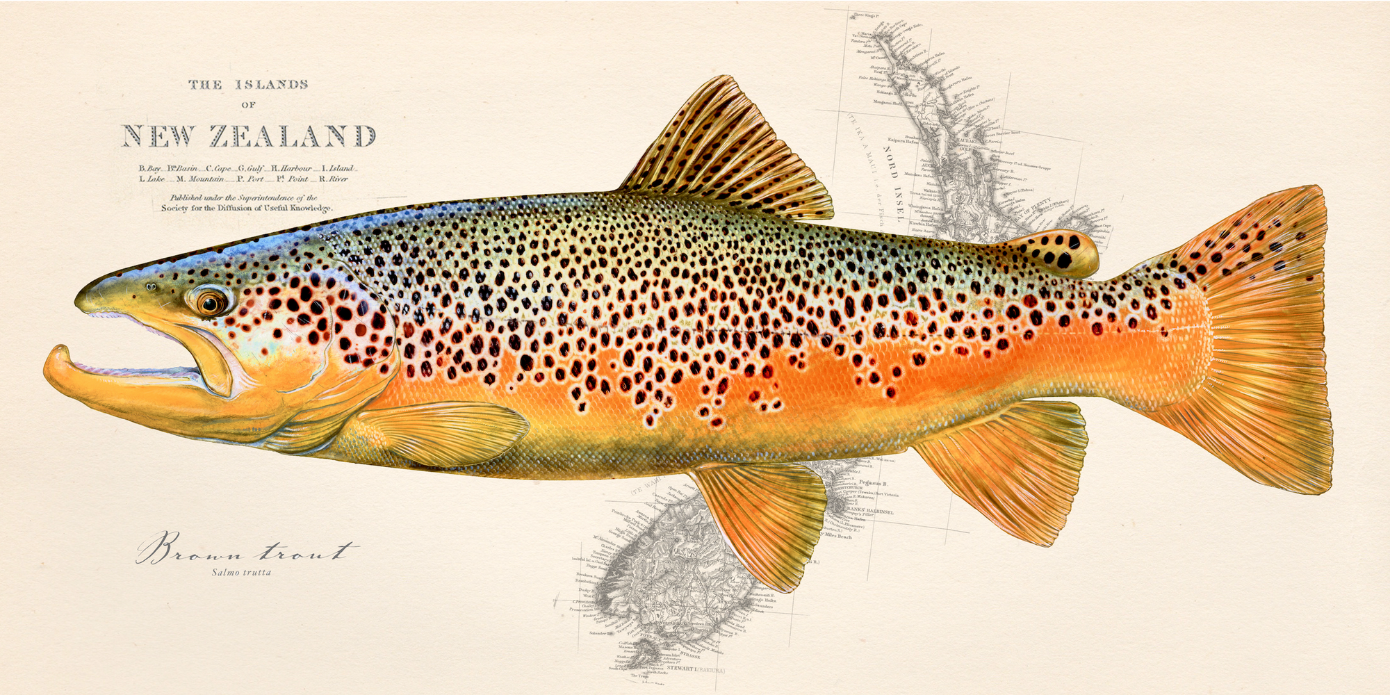 Brown Trout over New Zealand