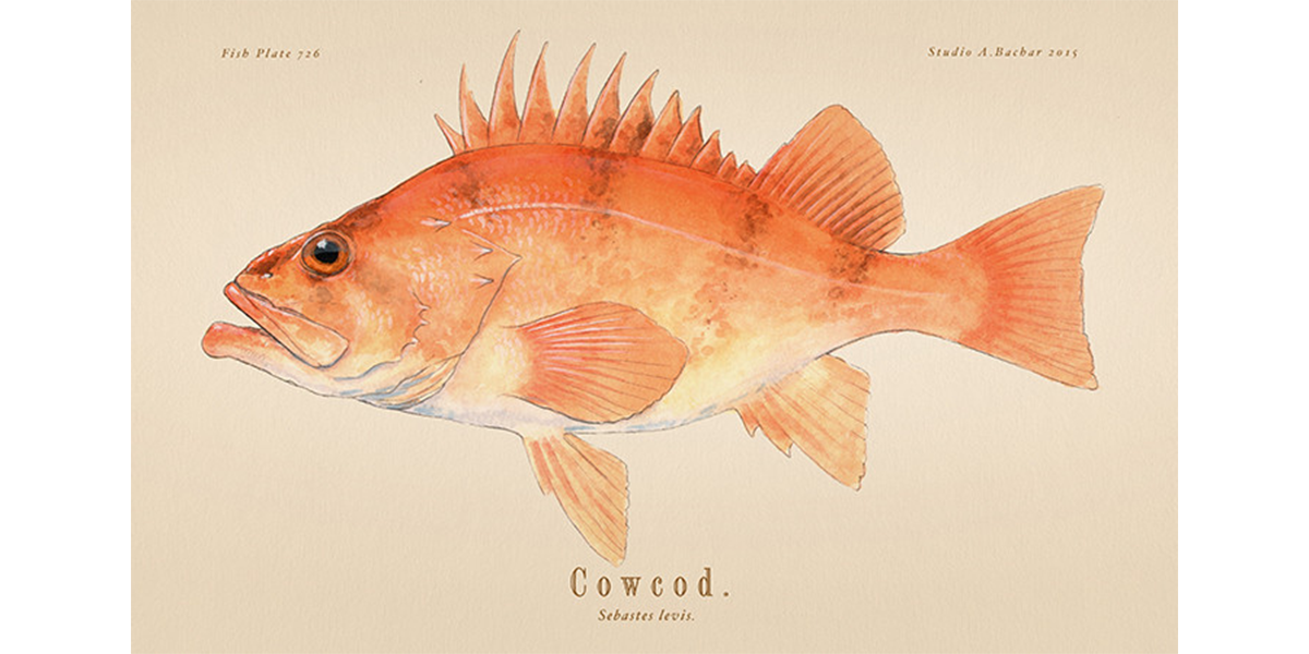 Sea Cow Rockfish drawing art | Cowcod 726 Painting Giclée Print by ...