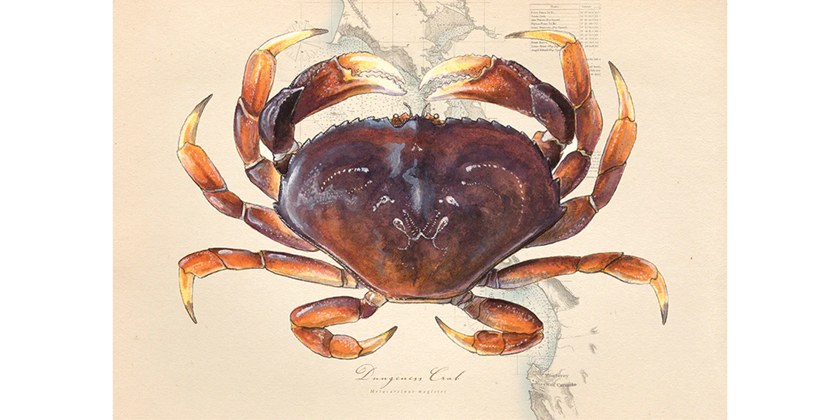 Dungeness Crab Art “Dungeness Over Vintage Nautical Charts” drawing
