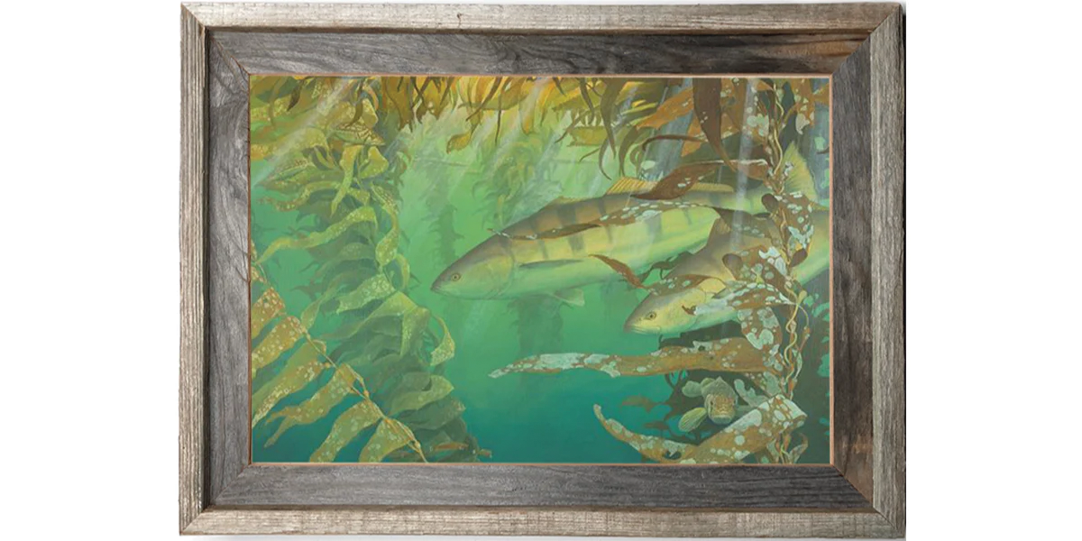 La Jolla White Seabass 18x24 Fine Art Print (200 editions)