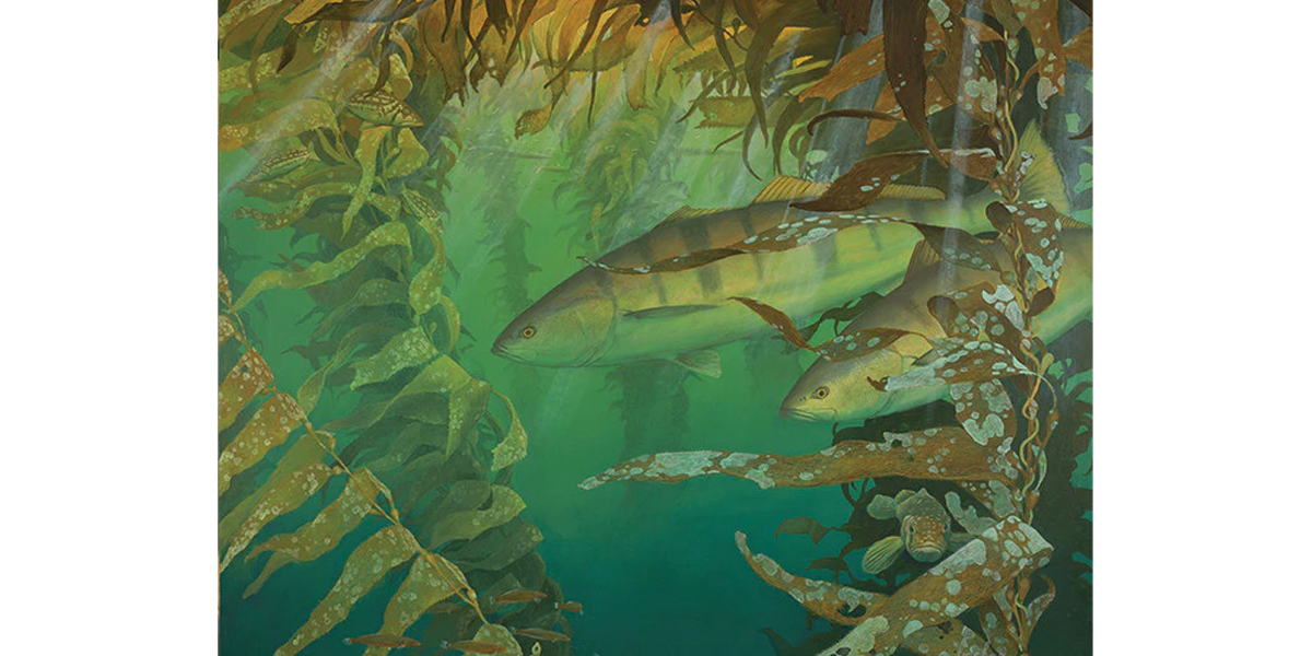 La Jolla White Seabass 18x24 Fine Art Print (200 editions)
