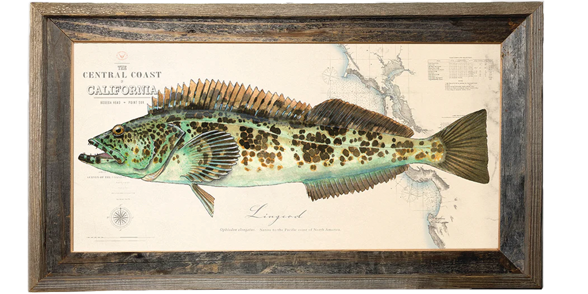 Lingcod Fish Drawing Chart fish Art “Lingcod Over Vintage Nautical Charts” drawing