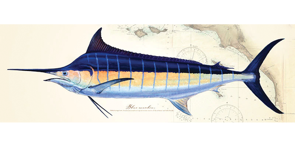 Blue Marlin Over Nautical Charts