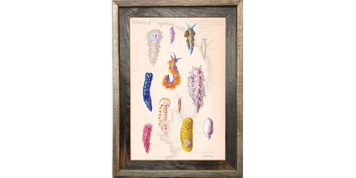 Nudibranch Poster