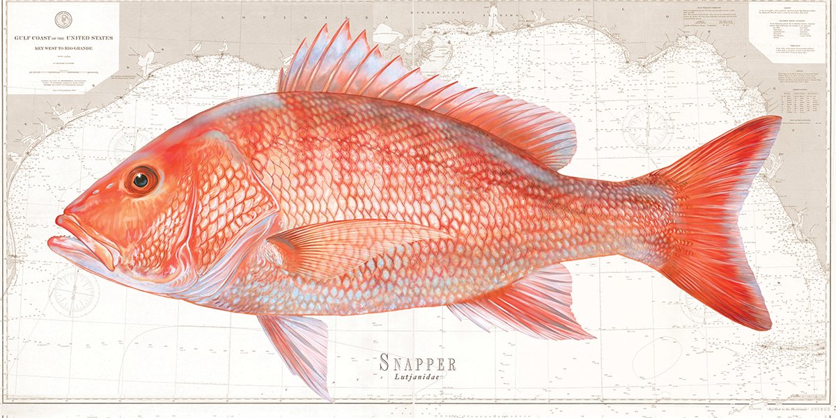 Snapper Over Nautical Charts