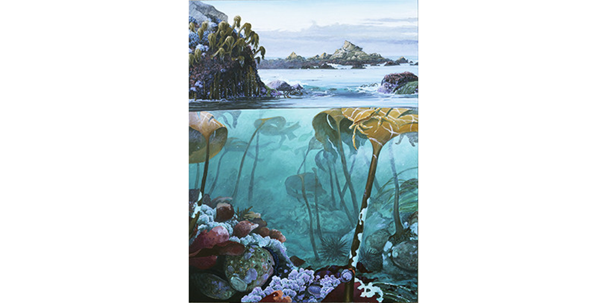 Sonoma Reef Abalone - Studio Abachar