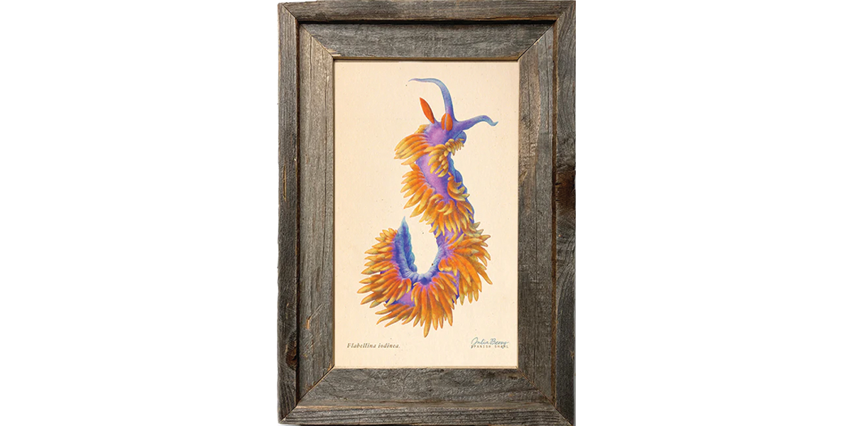 Spanish Shawl
