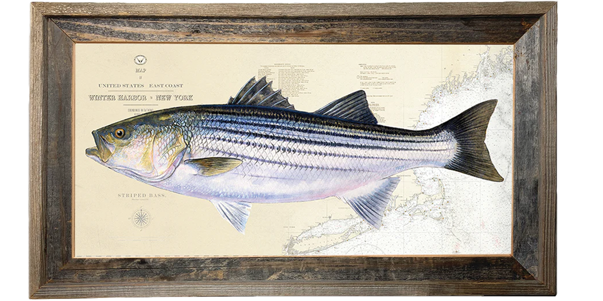 Striper Chart Roger Guide Service
