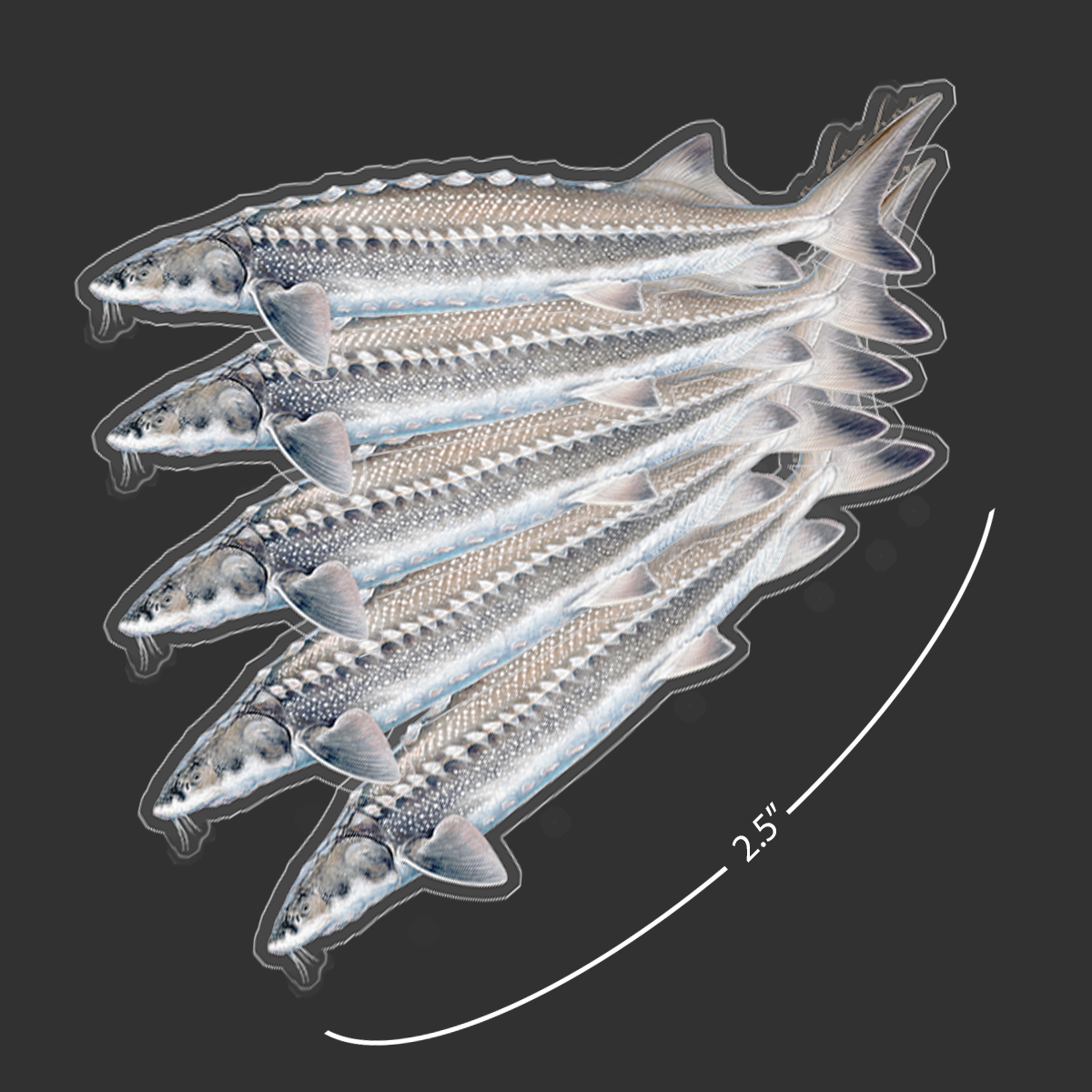 Mini Sturgeon Stickers (Pack of 5)