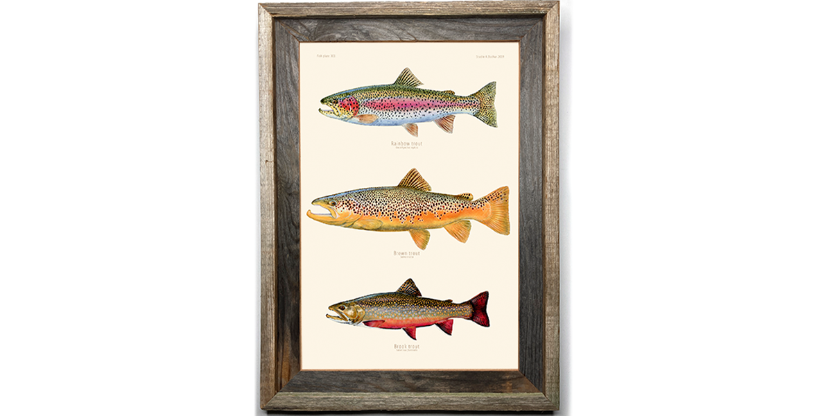 Trout Rainbow, Brown, Brook 301 Artwork Print Studio Abachar