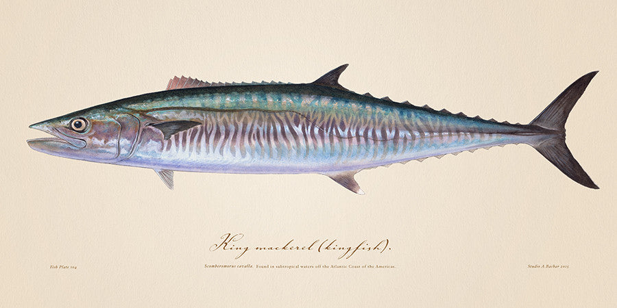 King Mackerel Illustration 104