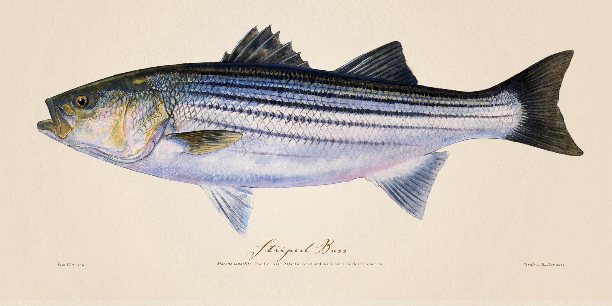 Striped Bass