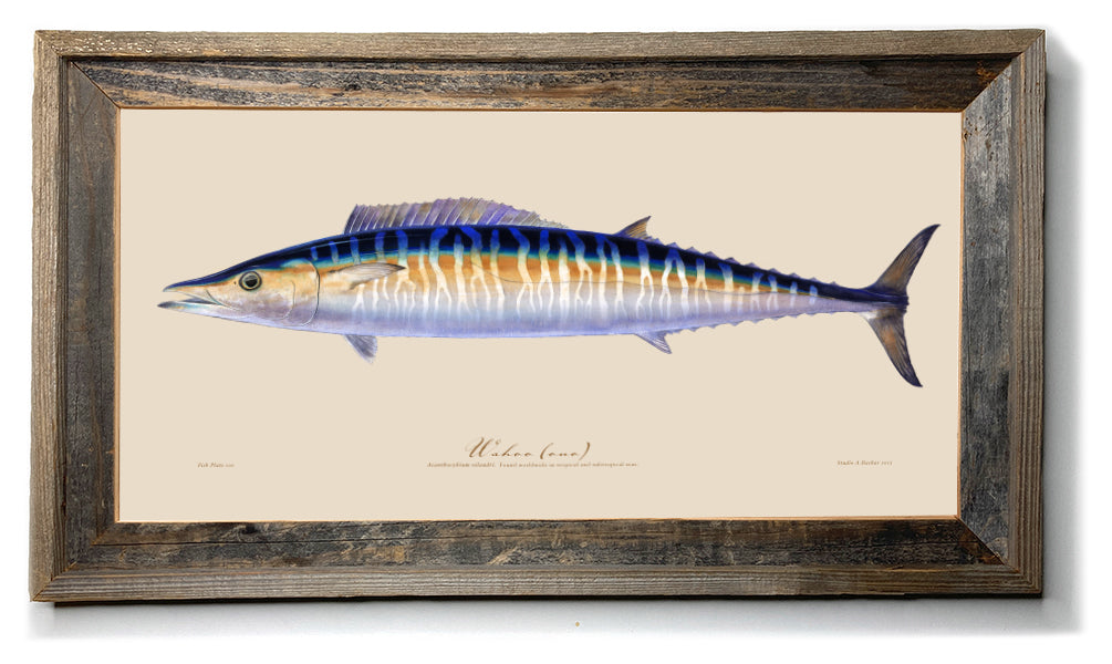 Marine Fish prints - fish drawings Illustrations Series 100 Framed