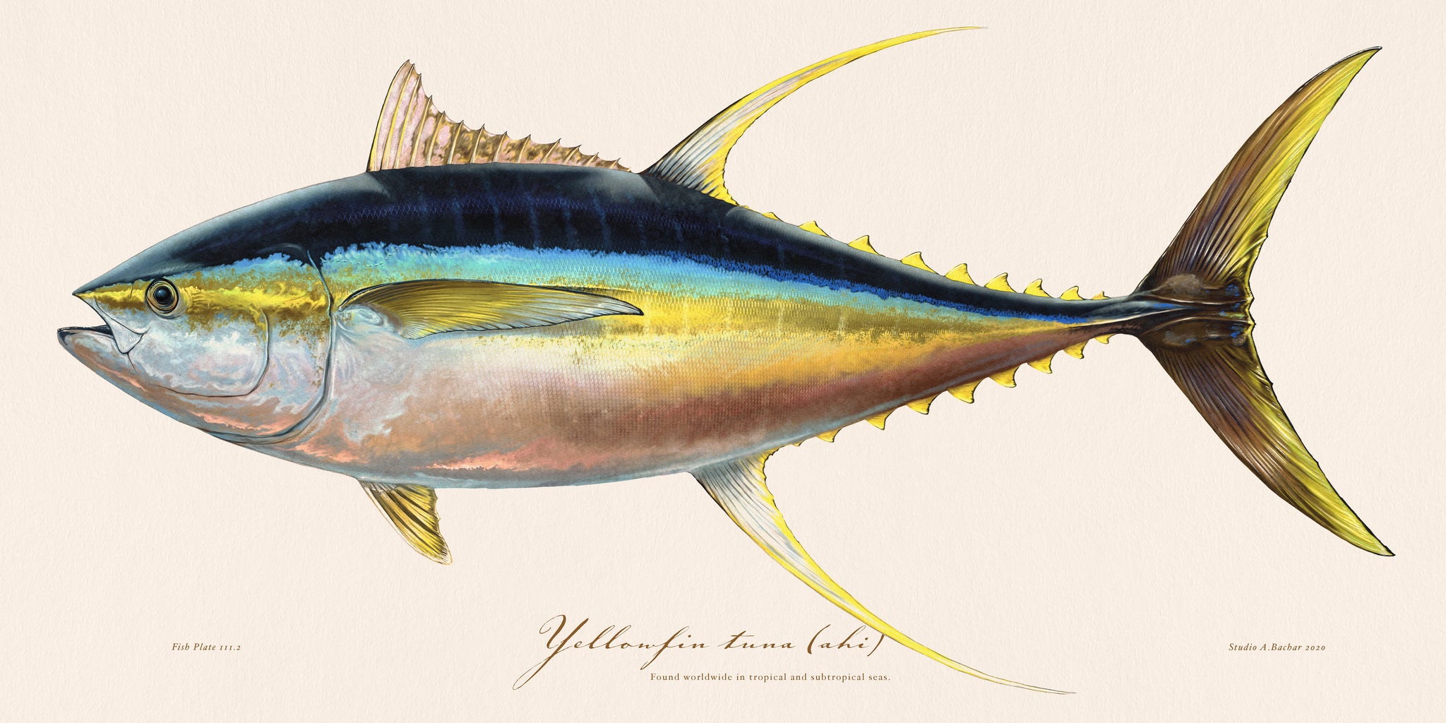 Yellowfin Tuna Drawing