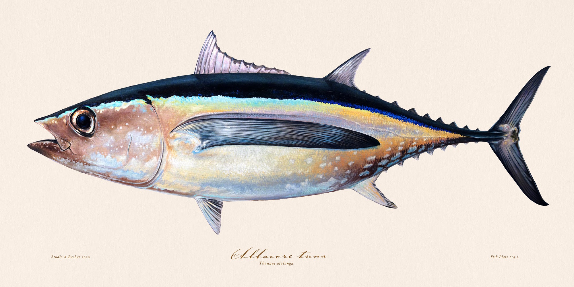 Albacore Tuna Illustration 114