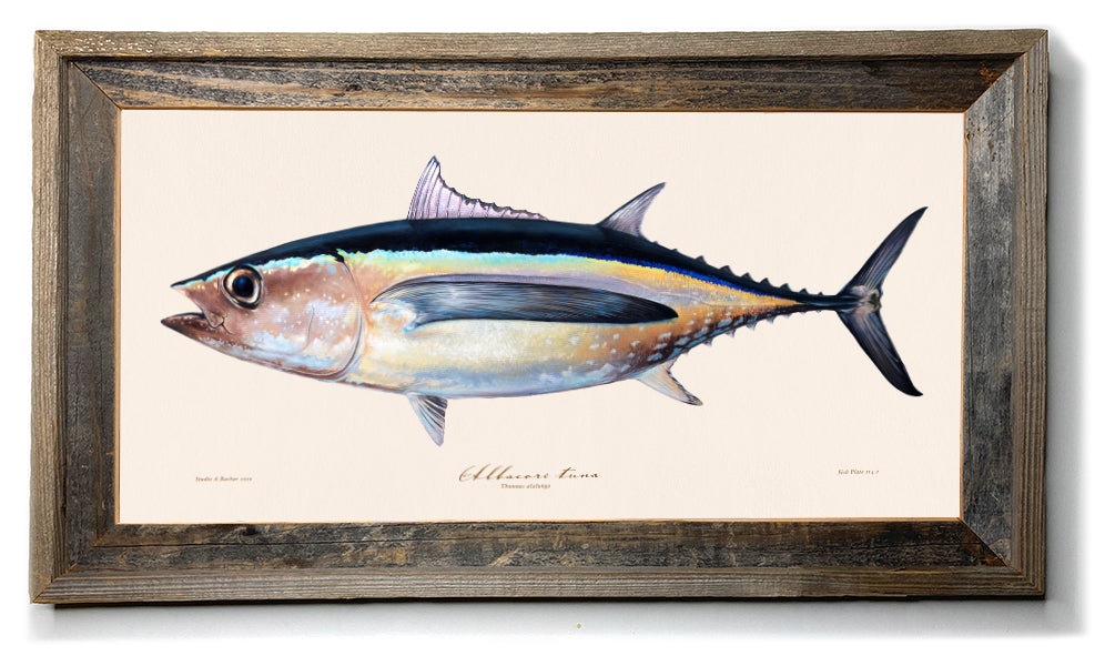 Fish art  Original Albacore Tuna illustration drawing by Studio
