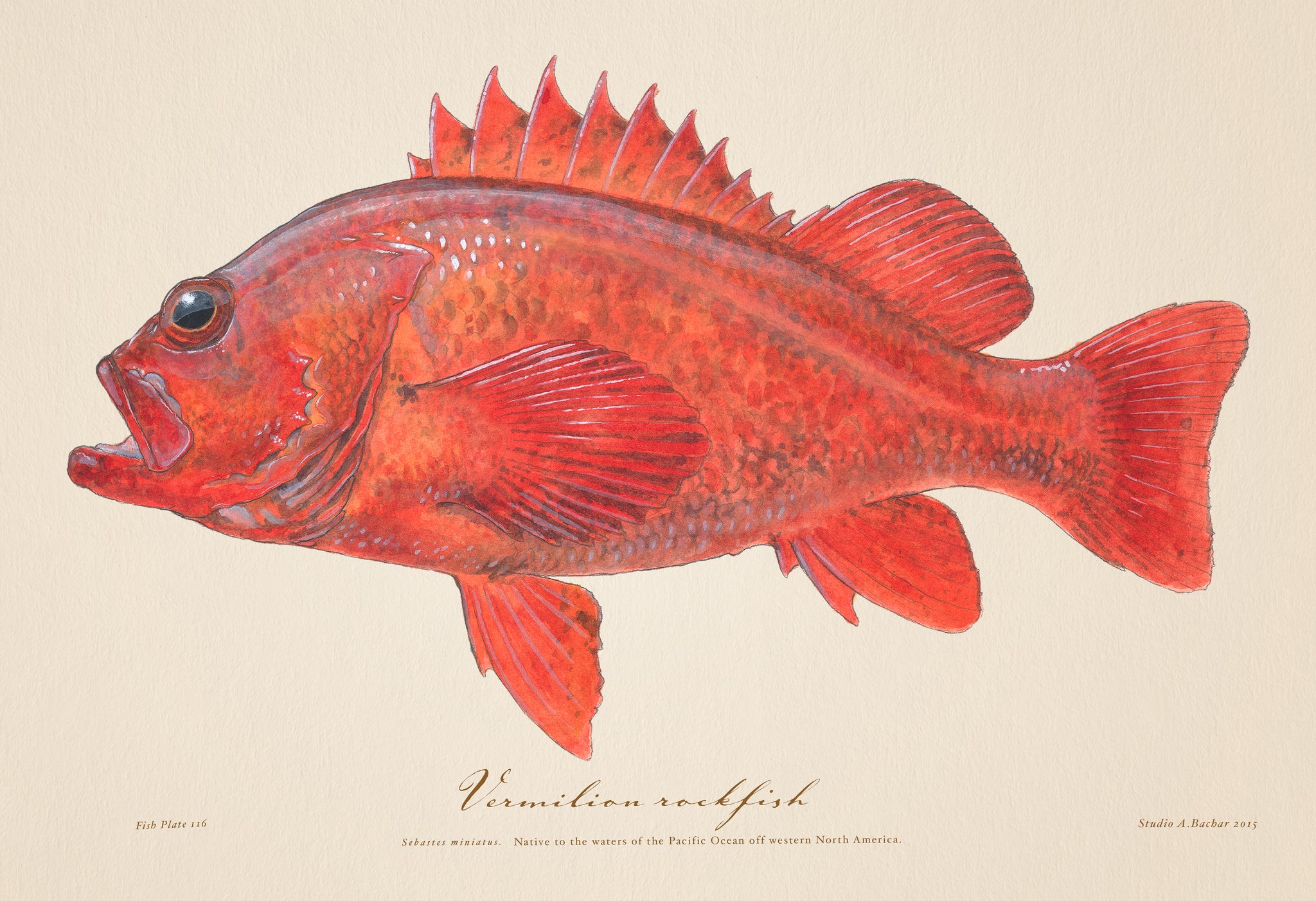 Vermilion Rockfish Illustration 116