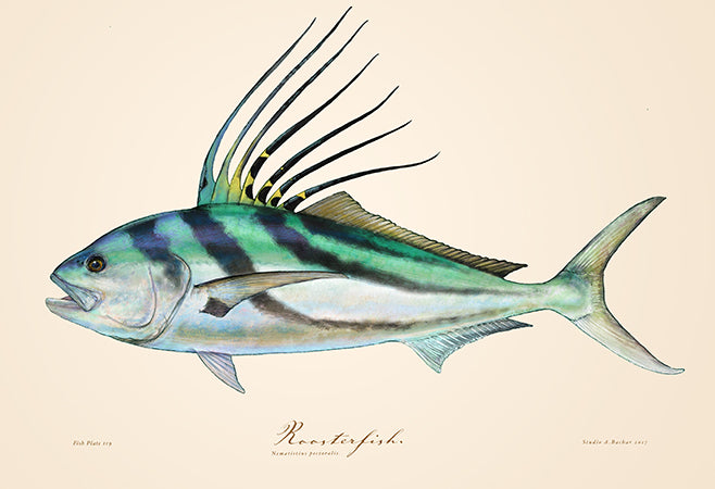 Roosterfish 119
