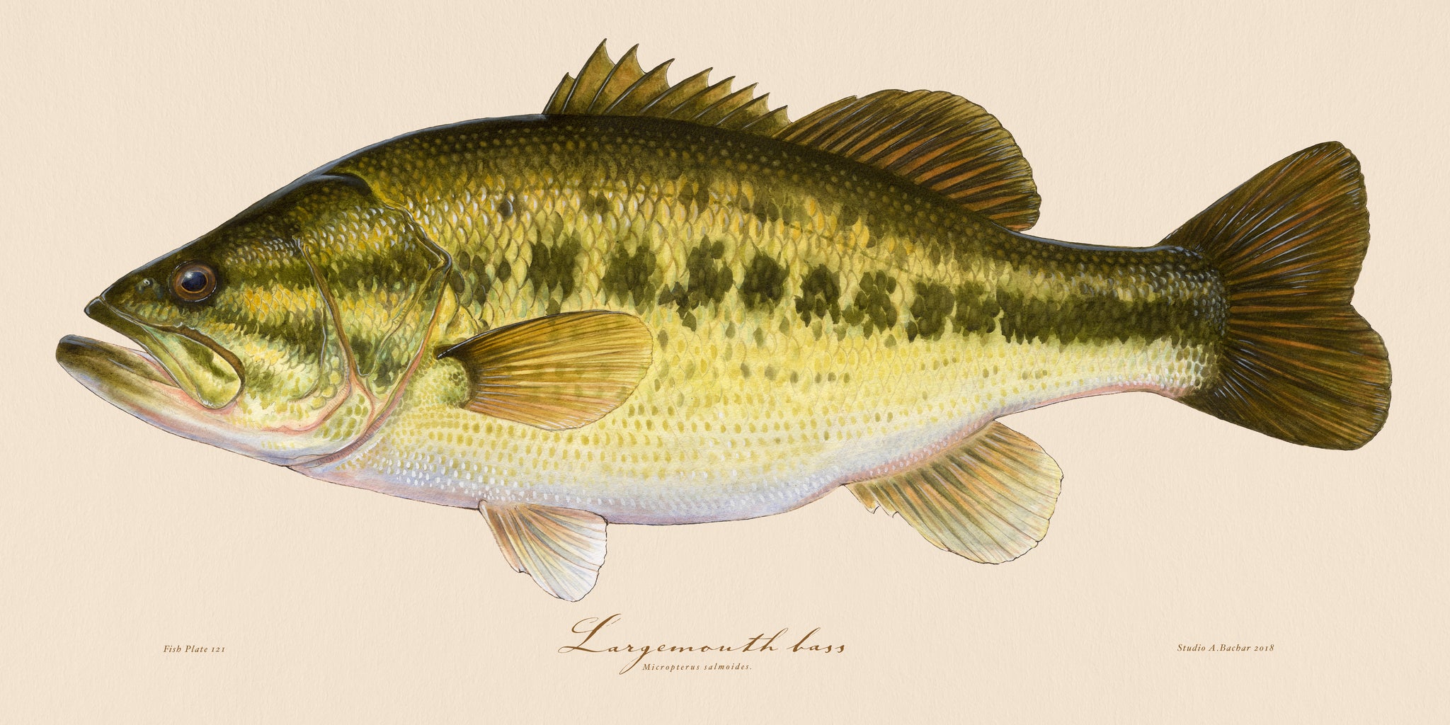 Largemouth bass Illustration 121