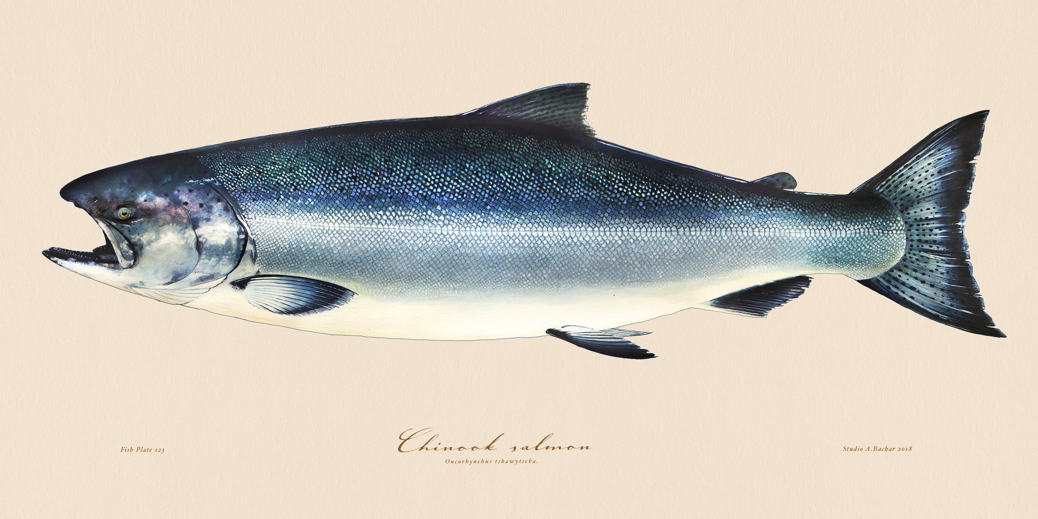King Salmon Illustration 123