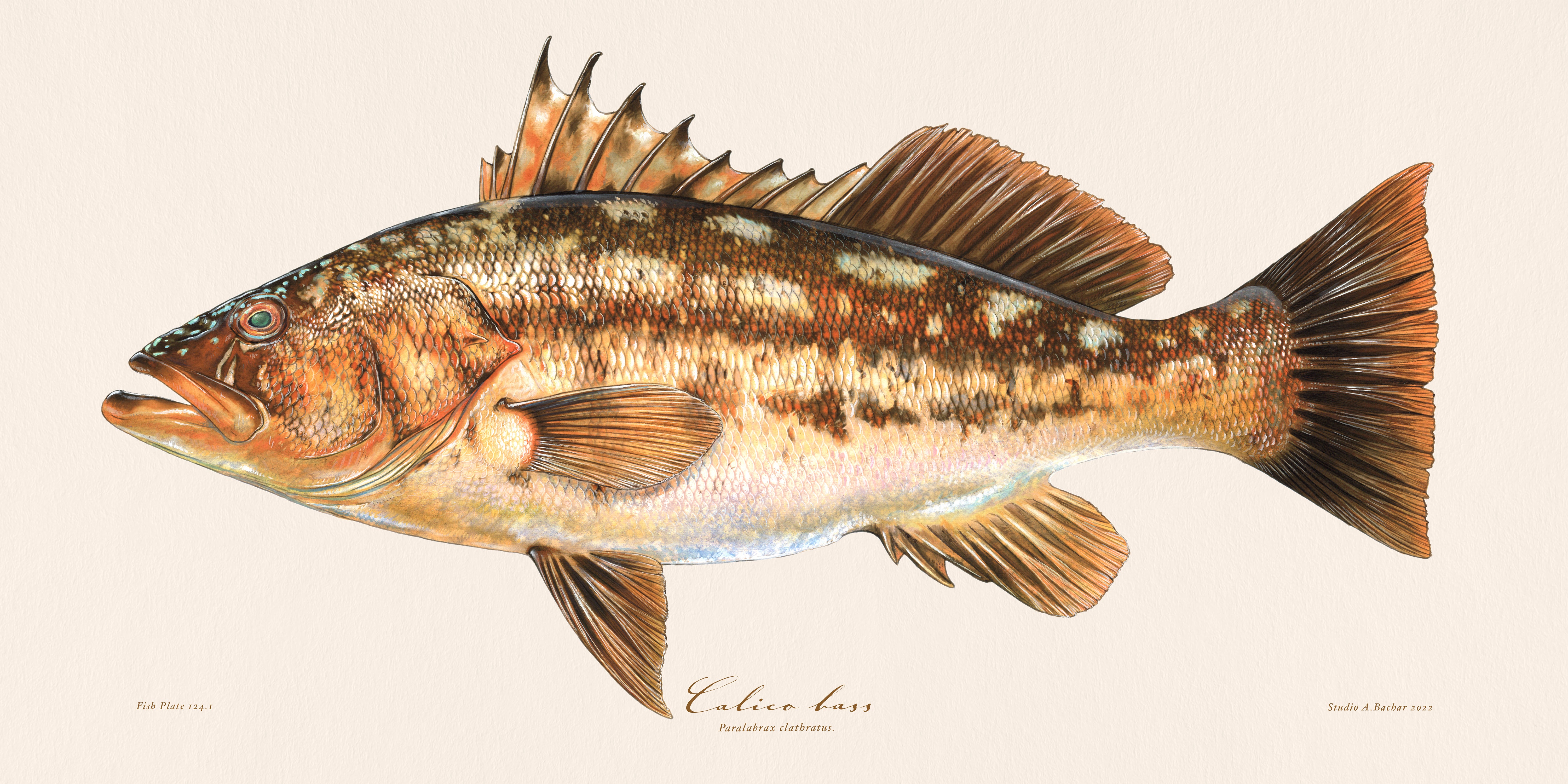 Bass fish art | Calico Bass 124 painting Illustration Print by Studio ...