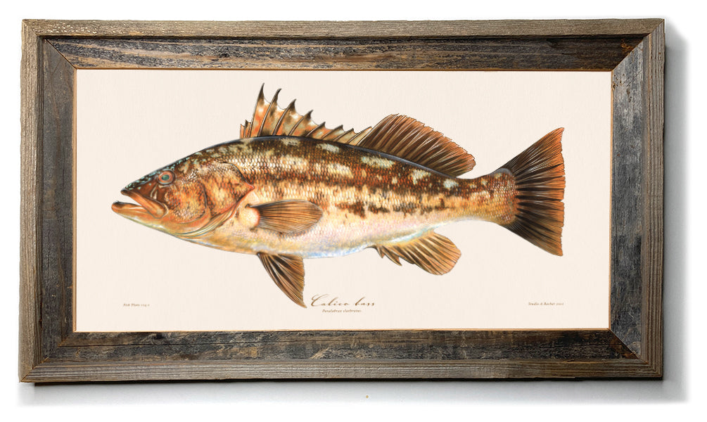 Bass fish art  Calico Bass 124 painting Illustration Print by Studio  Abachar