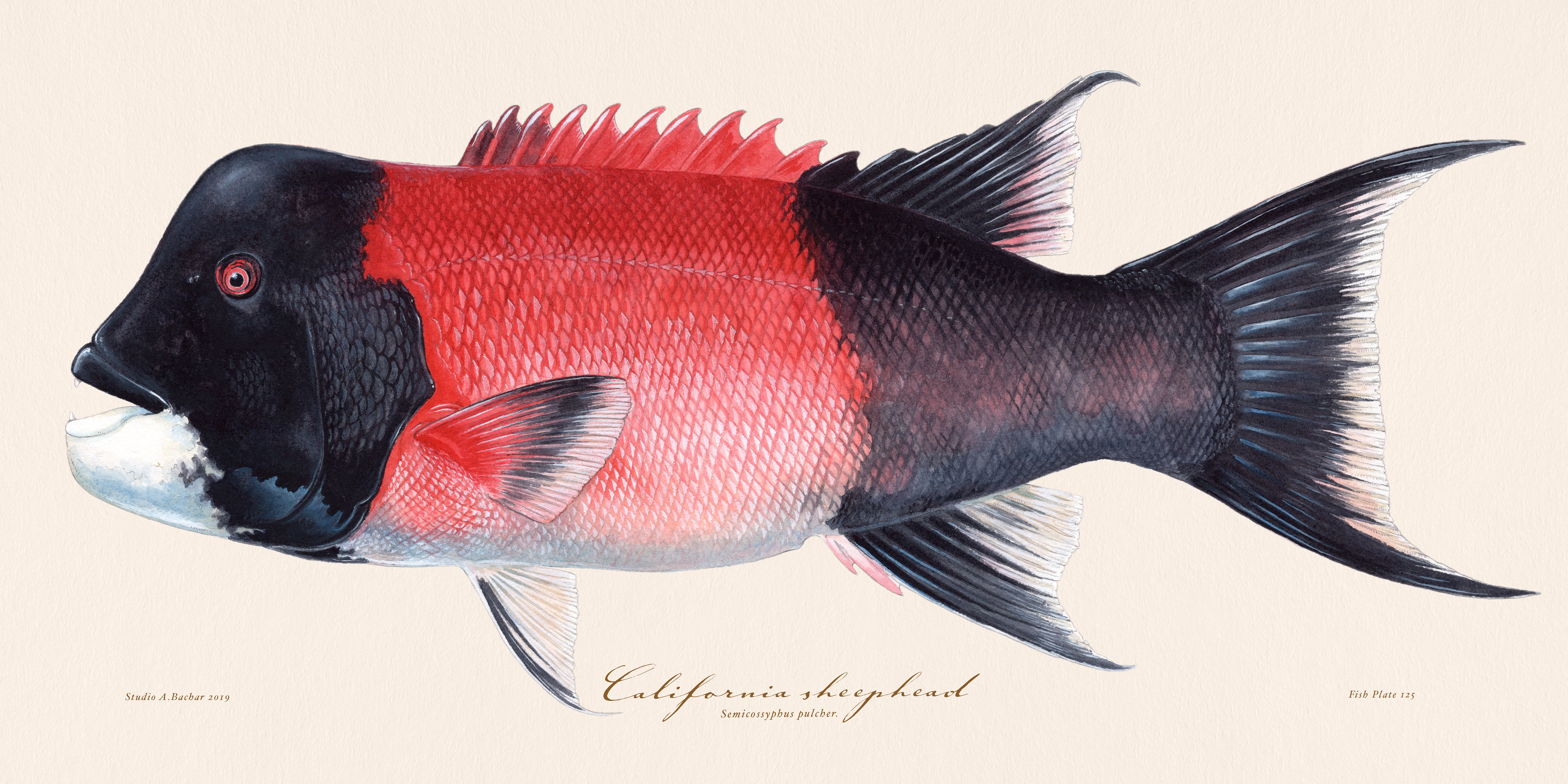Sheephead Graphics Sheephead 125 - Studio Abachar