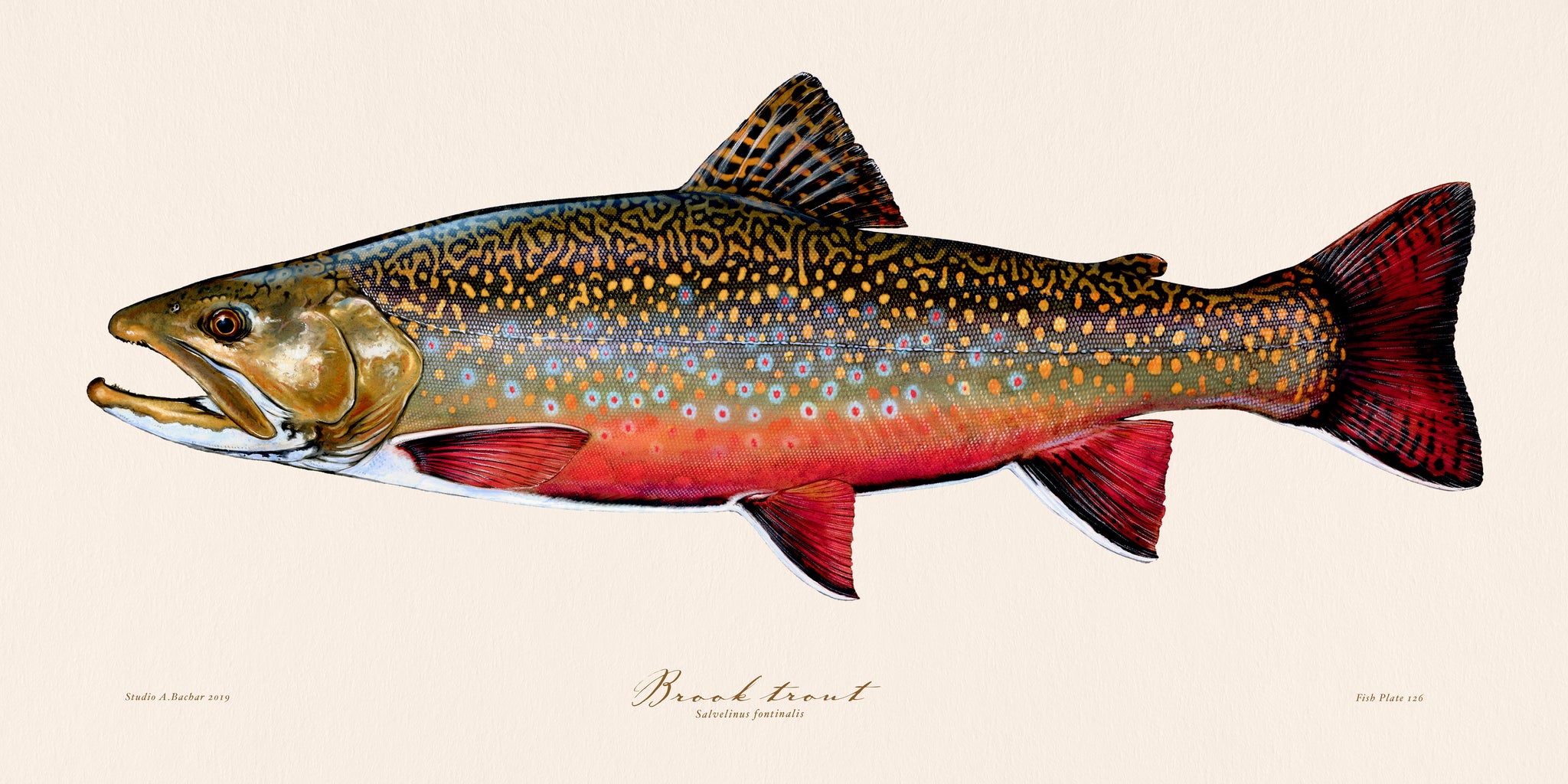 Brook Fish Scientific Illustration Of Brook Trout