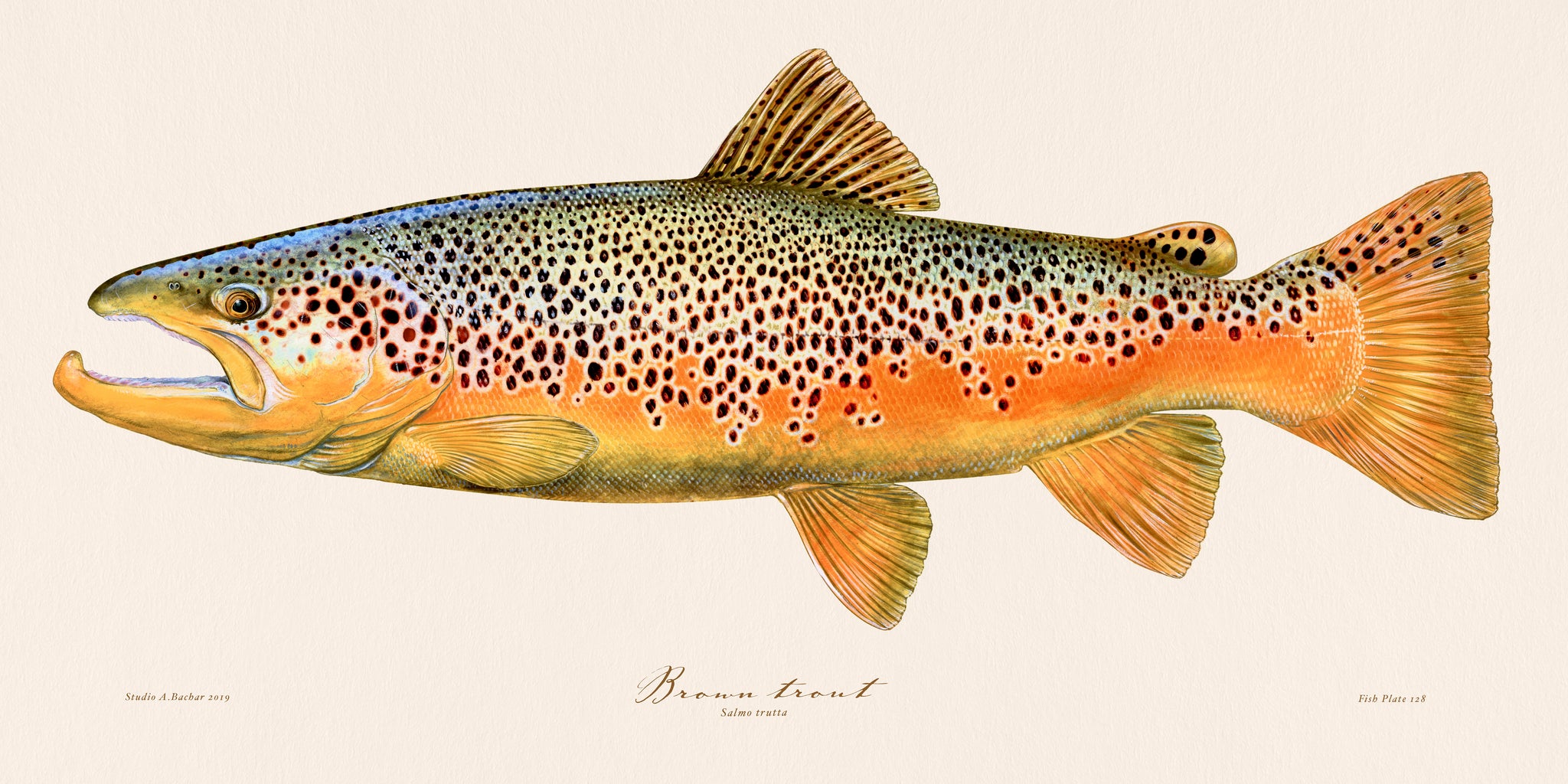 Brown Trout Illustration 128