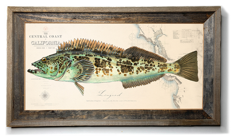 Lingcod Over Nautical Charts