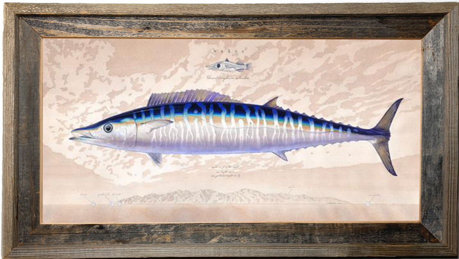 Wahoo over Cerralvo, Baja
