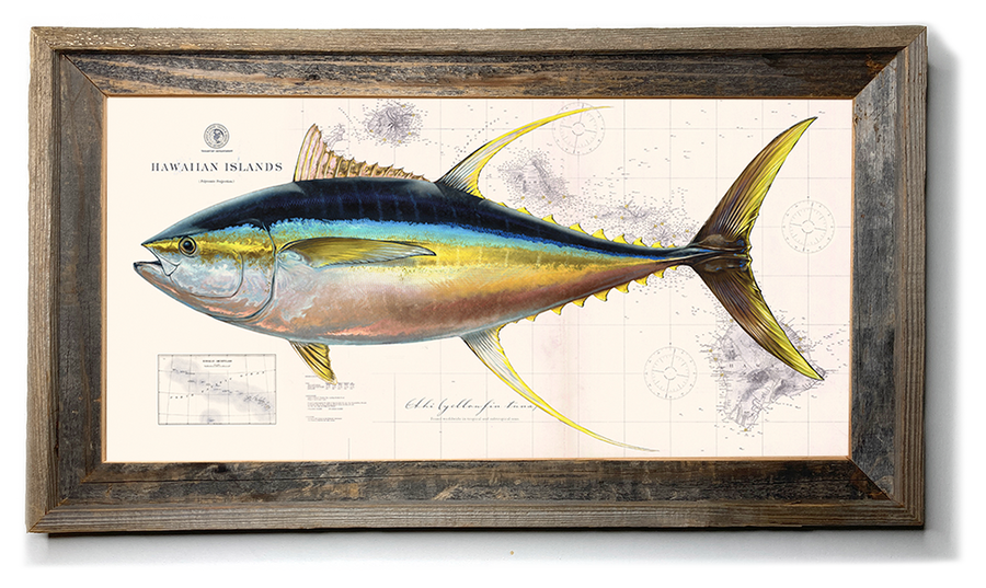 Yellowfin Tuna Over Nautical Charts