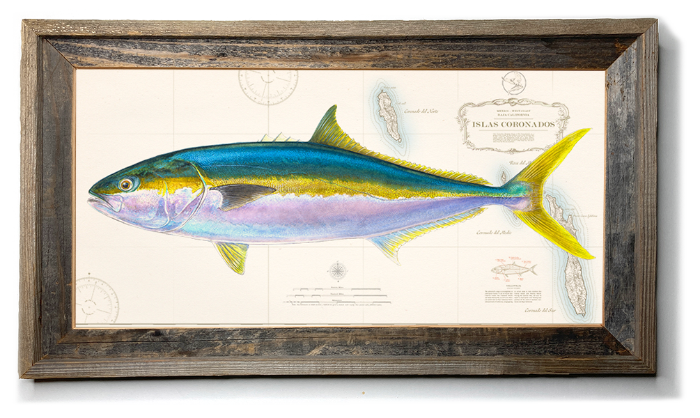 Yellowtail Art “Yellowtail Over Vintage Nautical Charts” fishing drawing