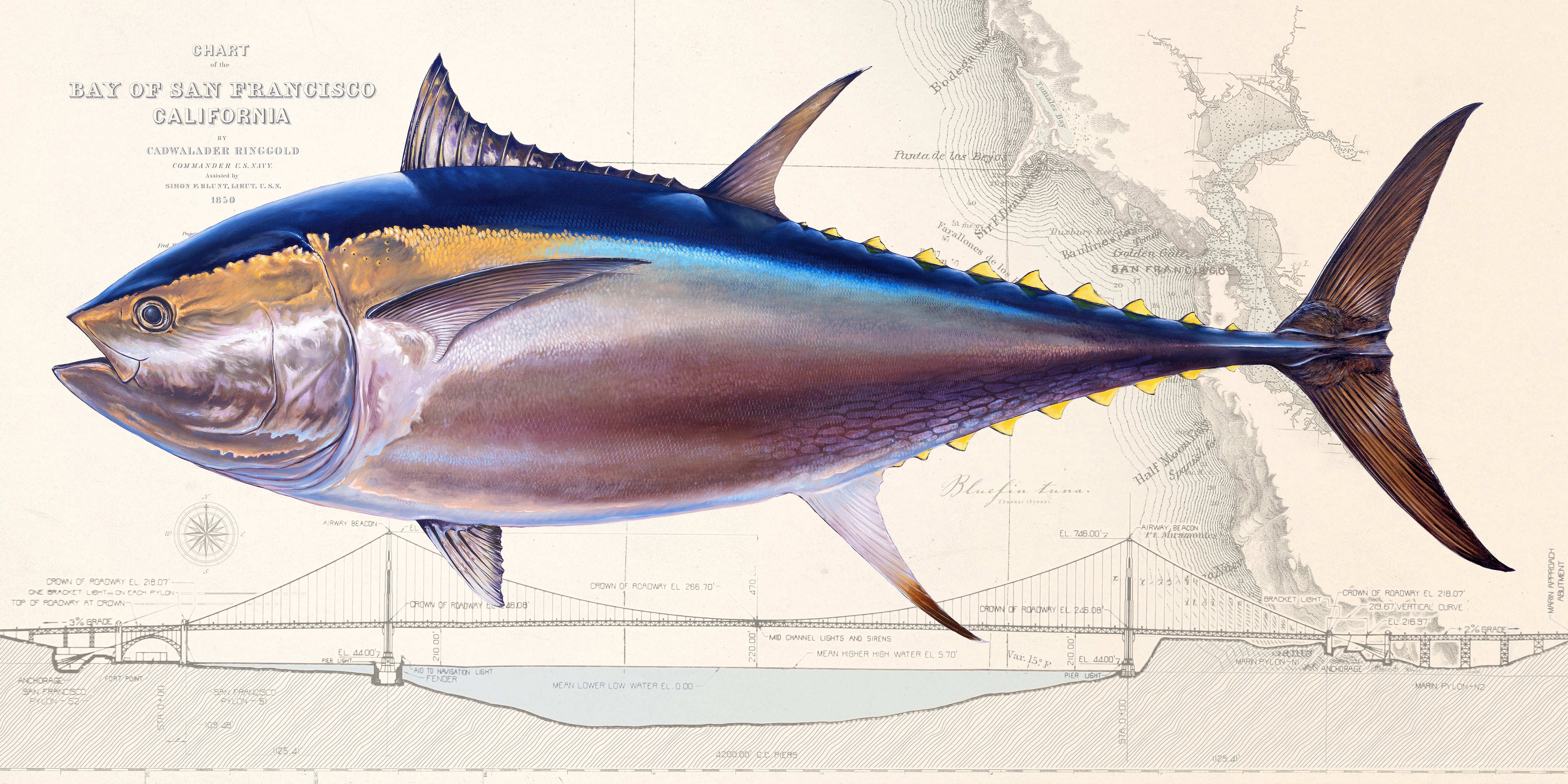 Fishing Chart Art “Bluefin Tuna Over Vintage Nautical Charts” Drawing