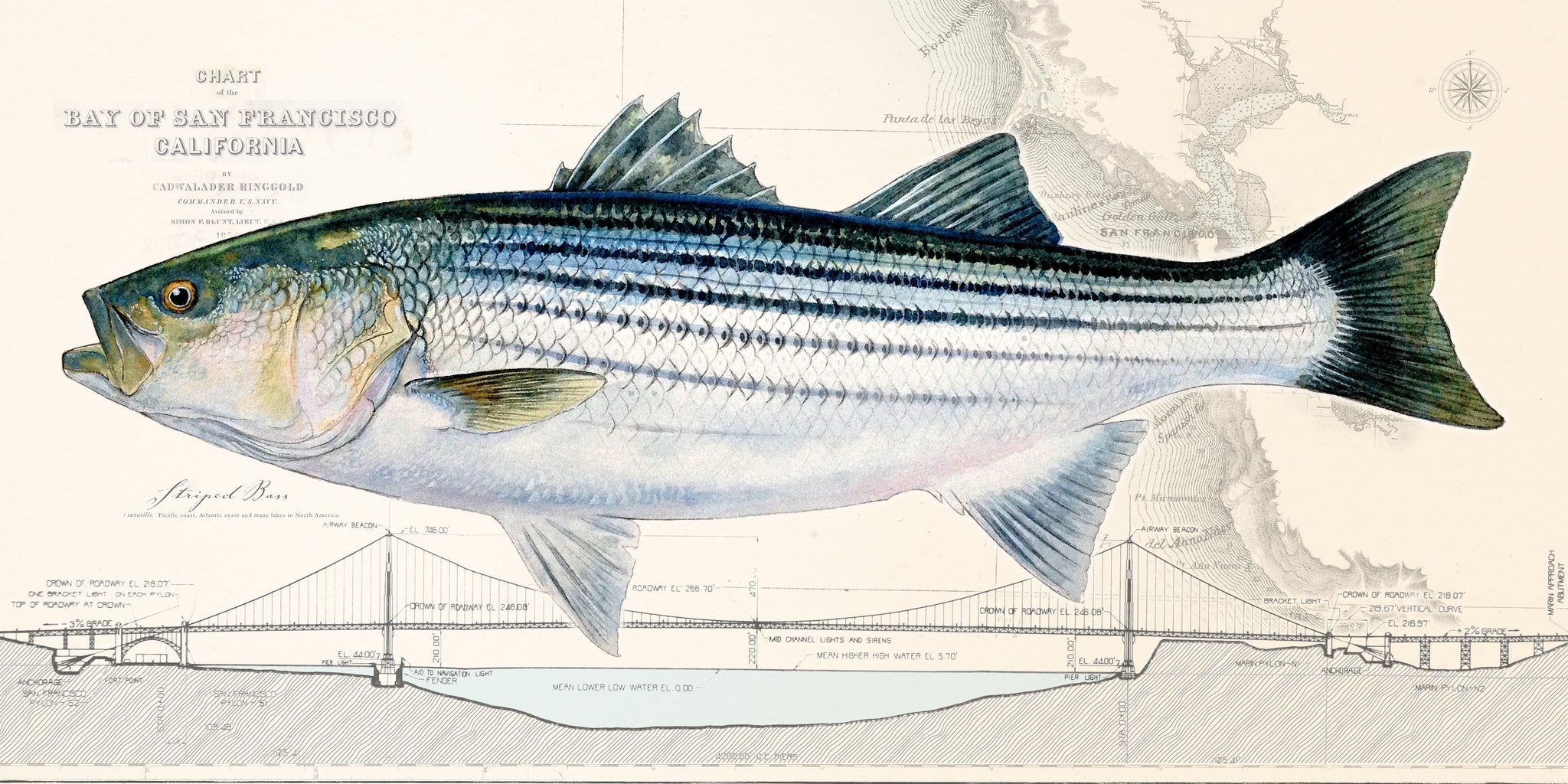Striped Bass over Nautical Charts