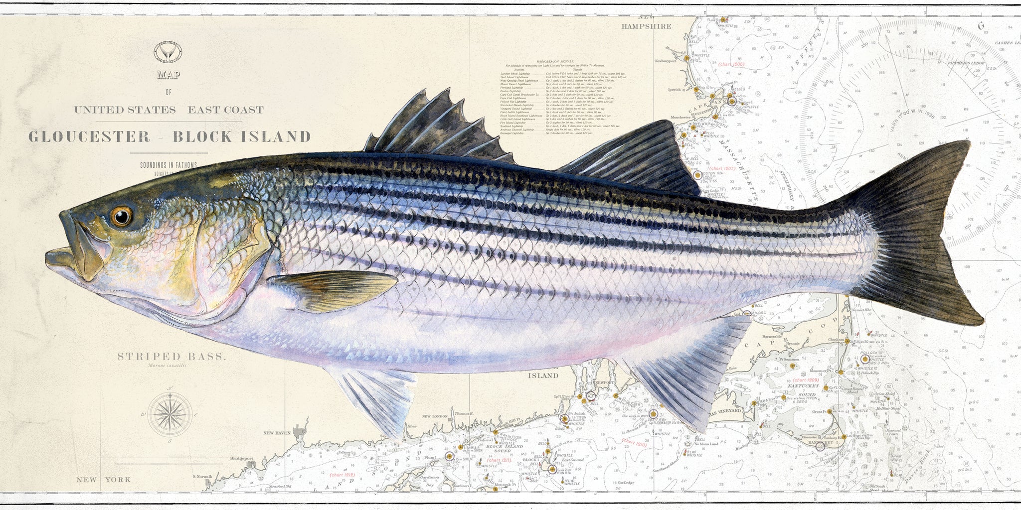 Striped Bass over Nautical Charts