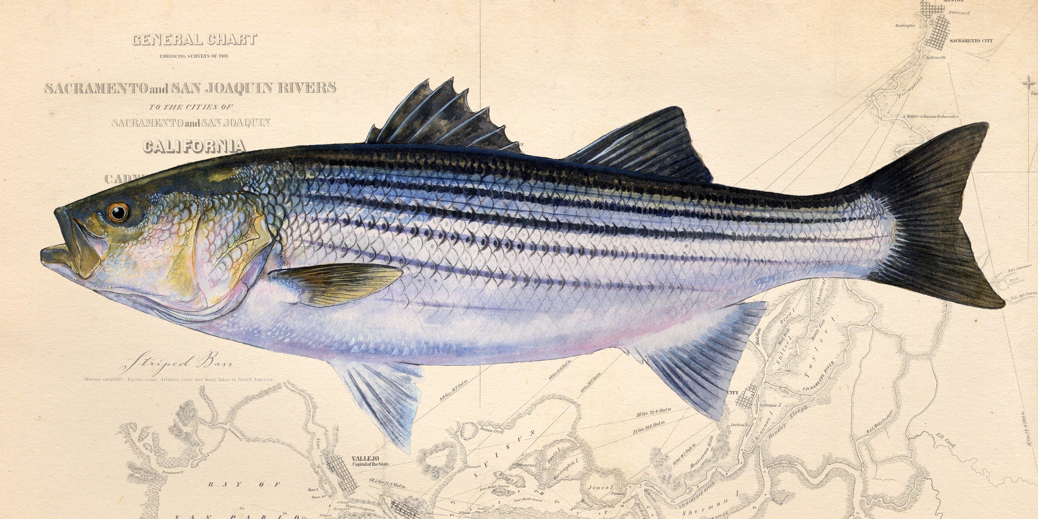 Striped bass on sale