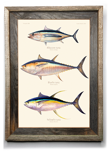 Tuna - Albacore, Bluefin, Yellowfin Artist Print 308